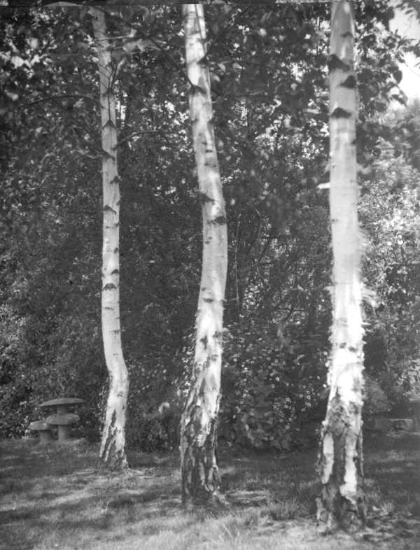 Silver Birches and Mushroom Sculptures 