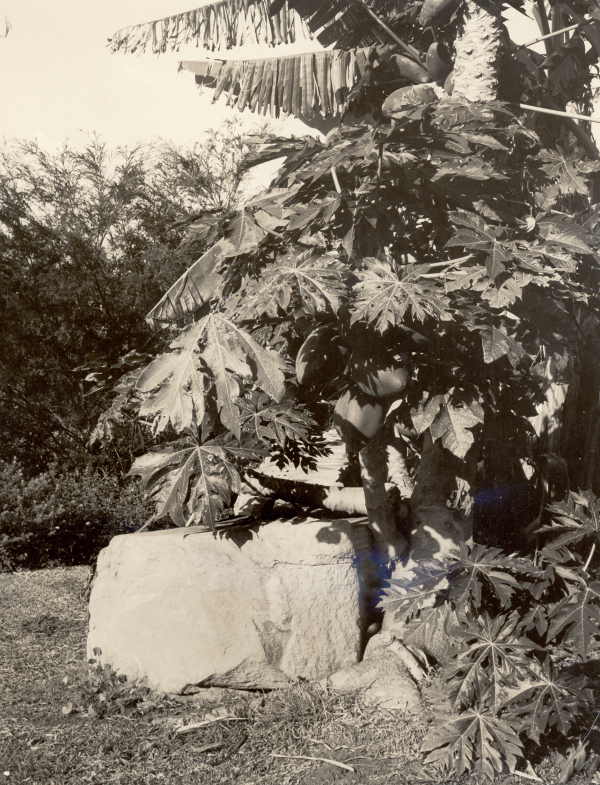 Bananas and a Paw-Paw Tree 
