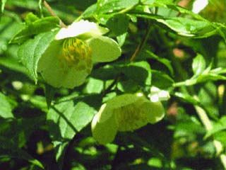 Philadelphus mexicanus