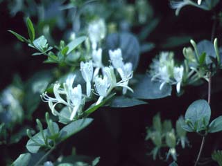 Lonicera japonica