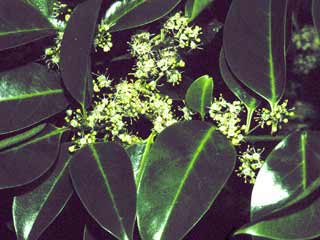 Ilex rotunda