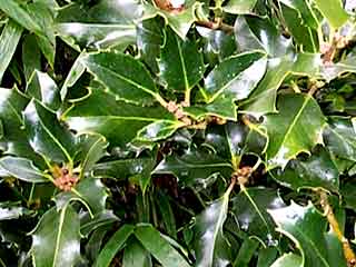 Ilex aquifolium