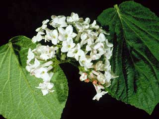Viburnum carlesii