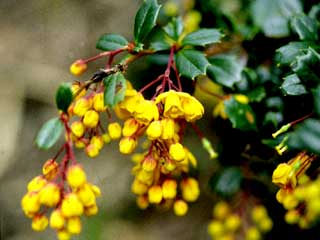 Berberis darwinii
