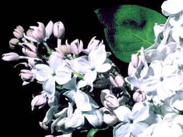 Syringa vulgaris 'Clarke's Giant'