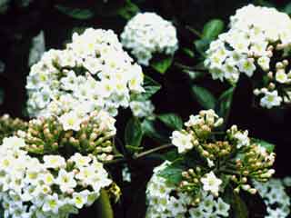 Viburnum x burkwoodii