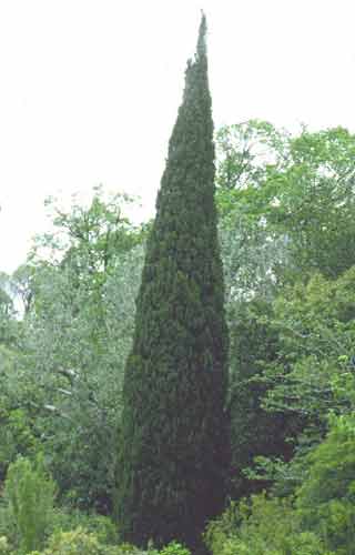 Cupressus sempervirens