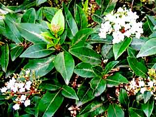 Viburnum tinus