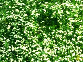 Spiraea cantoniensis