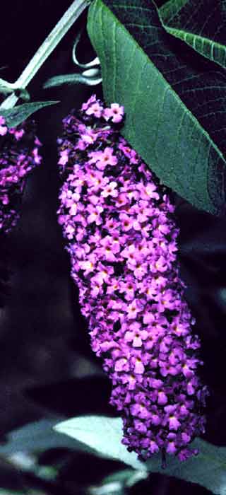 Buddleja (Buddleia) davidii