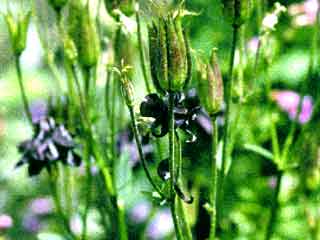 Aquilegia vulgaris