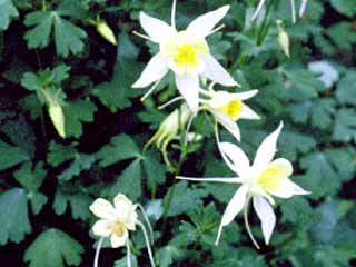 Aquilegia 'McKana Hybrids'