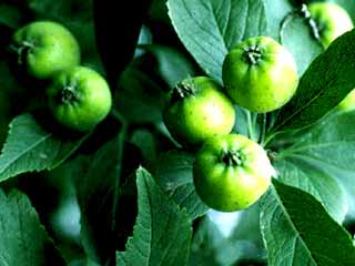 Crataegus pubescens f. stipulacea