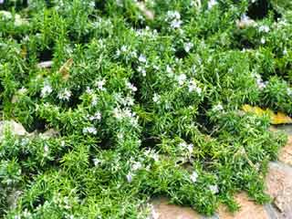 Rosmarinus officinalis 'Prostratus'