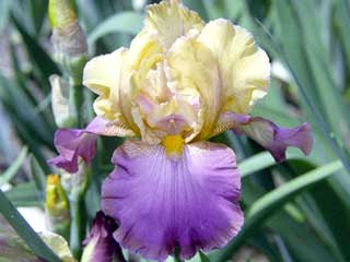 Iris 'Velvet Vista'