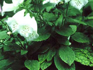 Digitalis purpurea 'Alba'