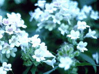 Kolkwitzia amabilis