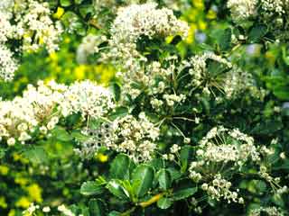 Ceanothus pinetorum