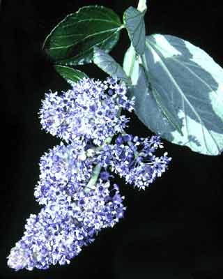 Ceanothus arboreus