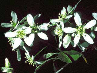 Amelanchier canadensis