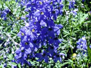 Delphinium 'Blue Sensation'