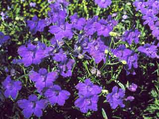 Delphinium 'Blue Butterfly'