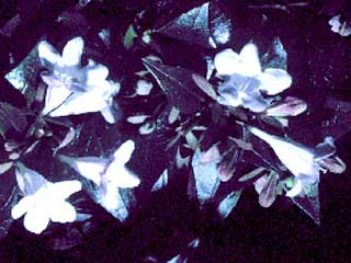 Abelia x grandiflora