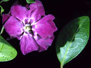 Vinca minor 'Elizabeth Cran'