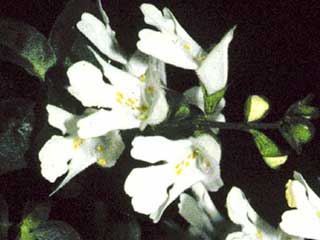Prostanthera prunelloides