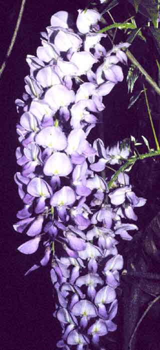 Wisteria sinensis