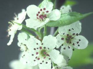 Pyrus ussuriensis