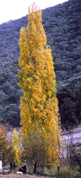 Populus nigra var. italica