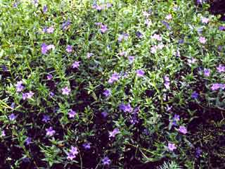 Lithodora 'Grace Ward'