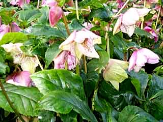 Helleborus orientalis