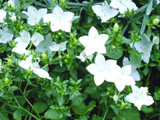 Campanula isophylla 'Alba'