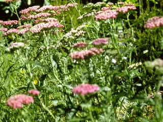 Achillea millefolium