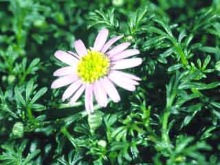 Brachyscome (Brachycome) multifida var. dilatata