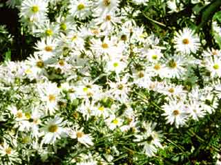 Aster 'Perry's White'