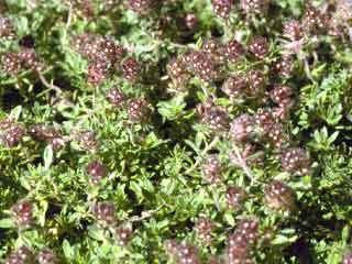 Thymus doerfleri