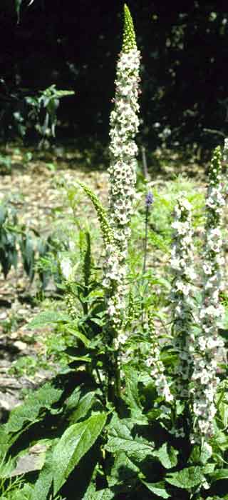 Verbascum chaixii