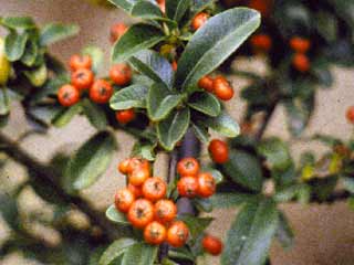 Pyracantha coccinea