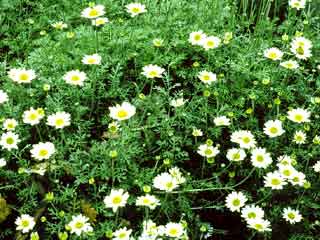 Anthemis punctata subsp. cupaniana