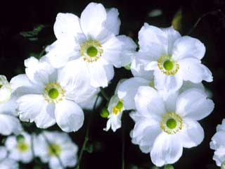 Anemone x hybrida