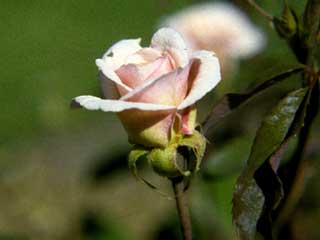 Rosa 'Ccile Brunner'
