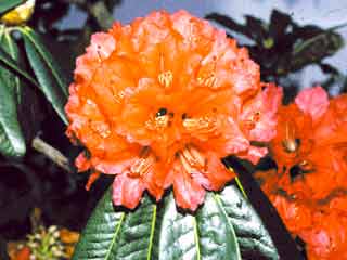 Rhododendron arboreum