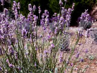 Lavandula angustifolia