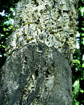 Quercus suber
