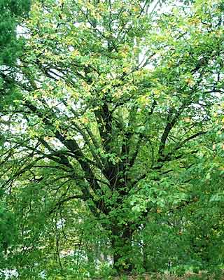 Quercus canariensis