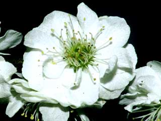 Prunus mume 'Alba Plena'