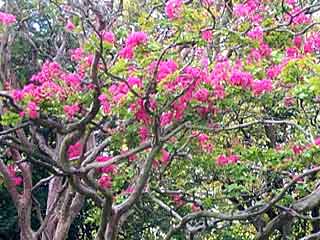 Lagerstroemia indica